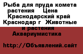 Рыба для пруда(комета),растения. › Цена ­ 200 - Краснодарский край, Краснодар г. Животные и растения » Аквариумистика   